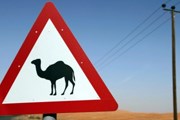 Дорожные знаки предупреждают в Тунисе о том, что на пути могут встретиться верблюды. // GettyImages 