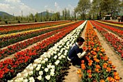 Царство тюльпанов Сирадж-Багх // daylife.com