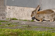 Популяция диких кроликов в Хельсинки сильно увеличилась. // helsinkippusa.files.wordpress.com