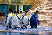 В павильоне поселят колонию императорских пингвинов. // TourMaG.com