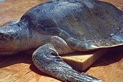 Морская черепаха // rapingmothernature.com