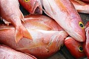 Красный луциан – рыба дорогая. // endoverfishing.org