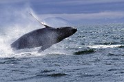 Наблюдение за китами привлекает множество туристов. // GettyImages