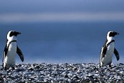 Сейчас в Южной Африке живет всего лишь 26 тысяч пар пингвинов. // GettyImages