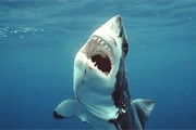 Число атак акул неуклонно снижается. // GettyImages
