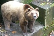 Первыми обитателями Медвежьего парка станут два скандинавских бурых медведя. // MySwiss.ru