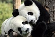 Панды могут покинуть зоопарк. // ami-tass.ru