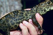 Карликовые крокодилы не вырастают крупнее 1,5 метров. // flmnh.ufl.edu