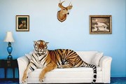 Индия заботится о тиграх. // GettyImages