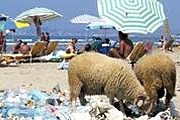 Овцы роются в мусоре на одном из албанских пляжей. // AFP / Gent Shkullaku