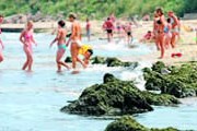 В Гдыне нельзя купаться из-за ядовитых водорослей. // gdynia.naszemiasto.pl
