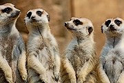 Сурикаты привлекают внимание посетителей зоопарков. // fotki.yandex.ru