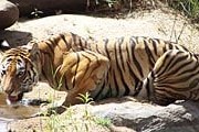 Раньше в национальном парке Панна жили тигры. // mponline.gov.in