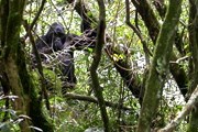 В мире осталось всего два места обитания горных горилл. // Wikipedia