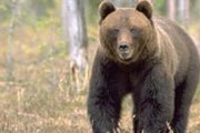 Бурые медведи стали появляться на туристических маршрутах. // z.lst.se