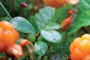 Собранные ягоды можно продать или забрать себе. // arctic-flavours.fi