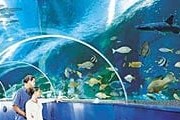 В аквариуме Blue Reef. // tynemouthholidaycottages.co.uk