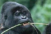 Уганда - одна из немногих стран мира, где можно наблюдать за гориллами. // floranimal.ru