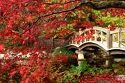 Живописная осень привлекает в Японию туристов. // gandex.ru