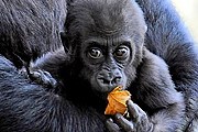 Посетители смогут поздравить детеныша гориллы с днем рождения. // gazeta.lv