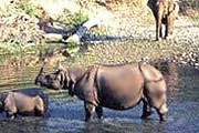 Национальный парк Казиранга очень популярен у туристов. // india-wildlife-tours.com