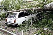 Ураган повалил деревья. // РИА "Новости"