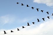 Все больше новых птиц прилетает в Финляндию. // Travel.ru