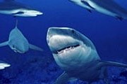 Активность акул возросла благодаря экологам. // ami-tass.ru