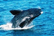 В числе прочего, туристы приезжают сюда полюбоваться китами. // Travel.ru