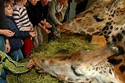 Посетить пражский зоопарк можно будет вечером. // prague-information.eu