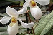 В парке "Утопия" цветут тысячи орхидей. // utopiapark.co.il