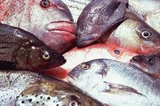 Рыболовов попросили добывать в Балтийском море малозначимые породы рыб. // Travel.ru