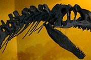 В Мадриде открылась выставка динозавров. // diariodelviajero.com