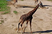 Туристы смогут понаблюдать за жирафами. // josefov-jaromer.cz