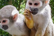 Обитатели дождевого леса в парке Monkey Jungle // monkeyjungle.com