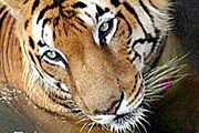 В дубайском зоопарке живут королевские бенгальские тигры. // AP