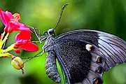 Посетители смогут увидеть бабочек из экзотических стран. // animalpicture.ru
