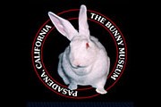 Тысячи зайцев и кроликов можно увидеть в музее Пасадены. // thebunnymuseum.com