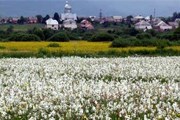 9 и 10 мая ожидается полное цветение Долины нарциссов. // unian.net