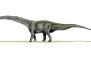 В Аргентине найдены останки гигантского футалогнкозавра. // Wikipedia