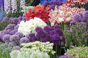 Крупнейшее в мире цветочное шоу проводится в 88-й раз. // londonconnection.com