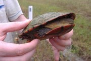 Уносить черепаху с дороги не следует. // travelpod.com