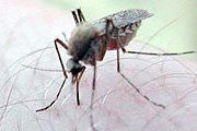 Комаров уничтожают, чтобы обеспечить туристам спокойный отдых. // naturdieta.com