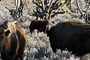 Бизоны жили на территории Гранд-Каньона несколько веков. // grandcanyonranch.com