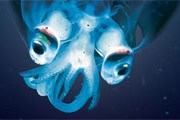 Обитатели морских глубин предстали перед публикой. // nhm.ac.uk