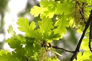 Выбрать деревья предложила госслужба заповедного дела Украины. // receptsite.com