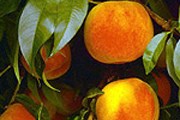 Туристы могут узнать, как выращивают персики. // darprirody.ru