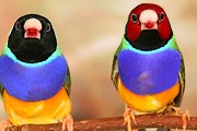 За экзотическими птицами можно понаблюдать онлайн. // pgbooks.ru