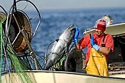 Туристы могут принять участие в ловле тунца. // elmundo.es