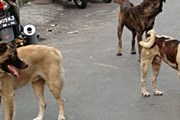 На Бали – 540 тысяч бродячих собак. // bali-travel-life.com